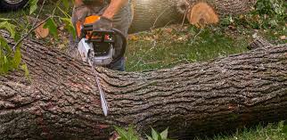 Best Firewood Processing and Delivery  in Maple Glen, PA