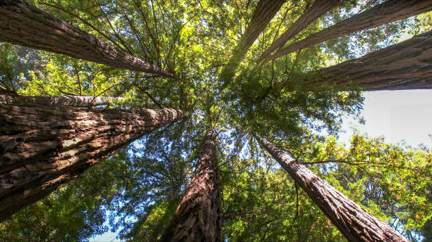 Best Tree and Shrub Care  in Maple Glen, PA