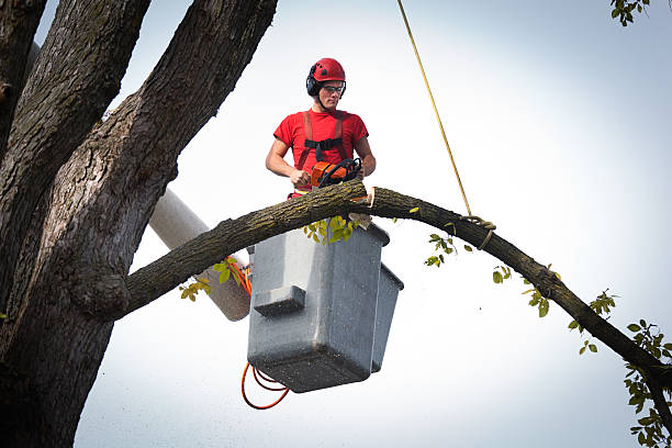 Best Tree Risk Assessment  in Maple Glen, PA
