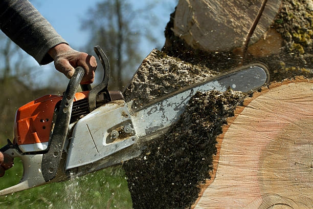 How Our Tree Care Process Works  in  Maple Glen, PA