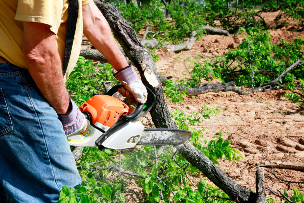 Best Commercial Tree Services  in Maple Glen, PA